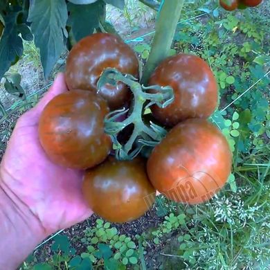 Семена томата (помидора) Сашер F1