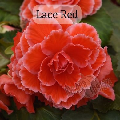 Насіння квітів бегонії бульбової Амерігібрид F1, 100 шт, lace red