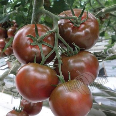 Семена томата (помидора) Сашер F1