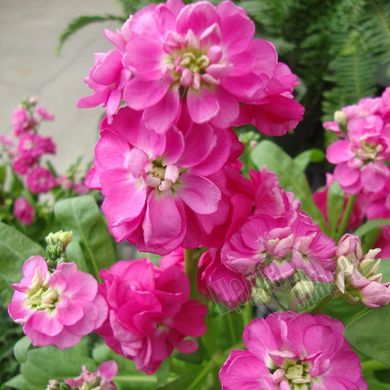 Семена цветов маттиолы Хот Кейк, 200 шт., розовый