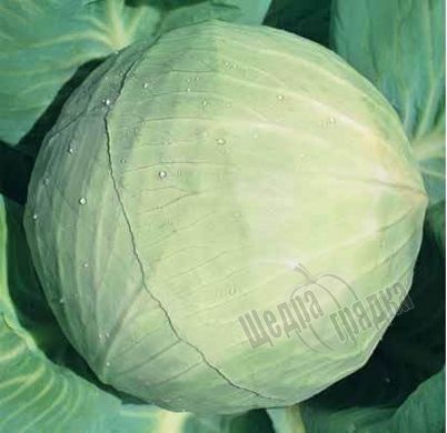 Насіння білокачанної капусти Ярославна (Hortus), 100 г