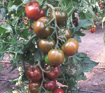 Насіння томату (помідора) Сашер F1