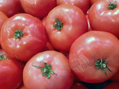 Семена томата (помидора) Эсмира F1