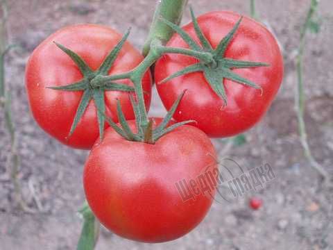 Семена томата (помидора) Дон Хосе F1