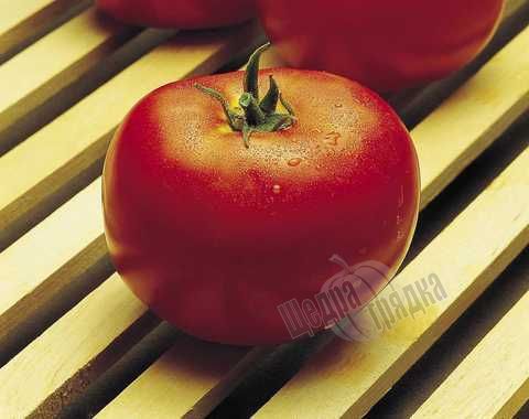 Насіння томату (помідора) Дон Хосе F1