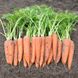 Насіння моркви Віта Лонга