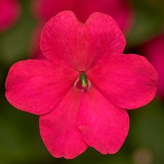 Насіння квітів бальзаміну Імара F1, 100 шт, рожевий