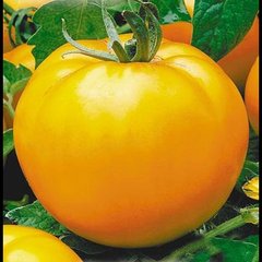 Насіння томату (помідора) Єлоу Чір F1
