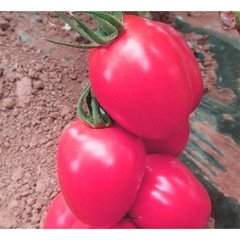 Семена томата (помидора) Пинк Пионер F1, 5 шт