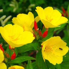 Насіння квітів енотери місурійської, 0,2 г, жовтий
