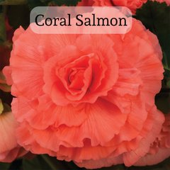 Насіння квітів бегонії бульбової Амерігібрид F1, 100 шт, coral salmon