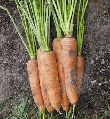 Насіння моркви Скарла