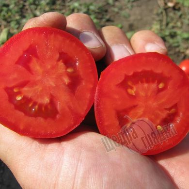 Насіння томату (помідора) П'єтра Росса F1, 10 шт