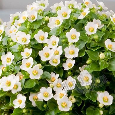 Насіння квітів екзакуму Роял Ден, 50 шт, білий