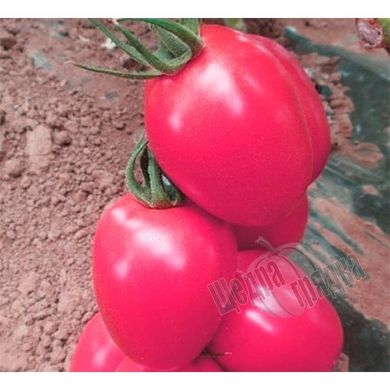 Семена томата (помидора) Пинк Пионер F1