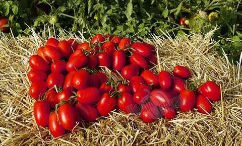 Семена томата (помидора) Пьетра Росса F1, 10 шт