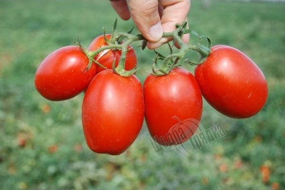 Насіння томату (помідора) П'єтра Росса F1