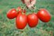 Насіння томату (помідора) П'єтра Росса F1, 10 шт