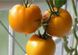 Семена томата (помидора) Еллоу Чир F1