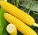 Семена кукурузы Добрыня F1, 20 шт