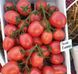 Насіння томату (помідора) Пінк Піонер F1, 5 шт