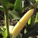 Семена кукурузы Добрыня F1, 15 шт