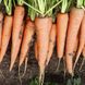 Насіння моркви Скарла