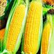 Семена кукурузы Добрыня F1, 15 шт