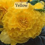 Семена цветов бегонии клубневой Америгибрид F1, 100 шт, yellow