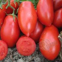 Насіння томату (помідора) Калрома F1