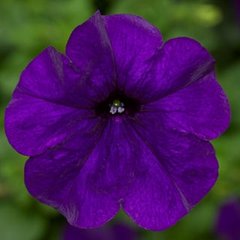 Семена цветов петунии каскадной Фотофиниш F1, 100 шт (драже), синий