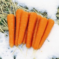 Насіння моркви Майор F1, 25 000 шт