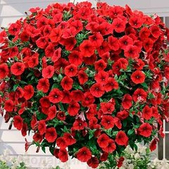 Насіння квітів петунії мультифлори Аваланч F1, 250 шт. (драже), червоний