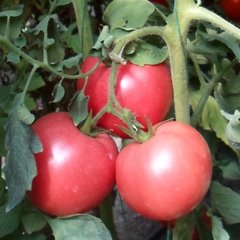 Насіння томату (помідора) Ханні Мун F1