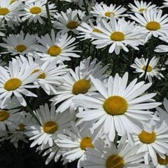 Насіння квітів хризантеми Срібна принцеса, 0,1 г, білий