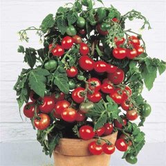 Семена томата (помидора) Балкони Ред, 10 шт