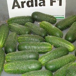 Насіння огірка Ардія F1, 10 шт