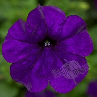 Семена цветов петунии каскадной Фотофиниш F1, 100 шт (драже), синий