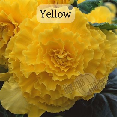 Семена цветов бегонии клубневой Америгибрид F1, 100 шт, yellow