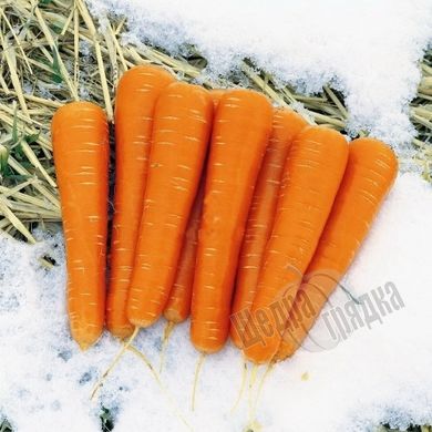 Насіння моркви Майор F1