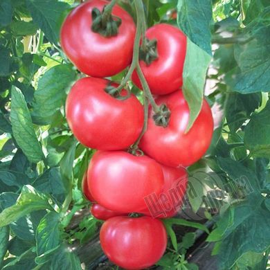 Семена томата (помидора) Ханни Мун F1