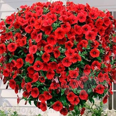 Насіння квітів петунії мультифлори Аваланч F1, 250 шт. (драже), червоний