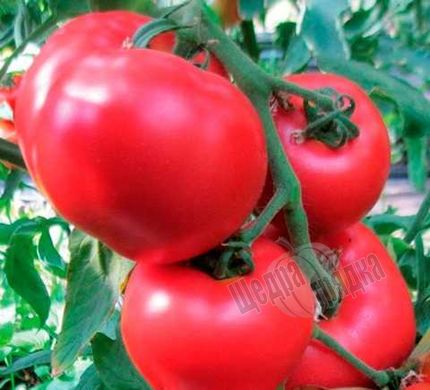 Насіння томату (помідора) Ханні Мун F1