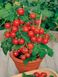 Насіння томату (помідора) Балконі Ред, 10 шт