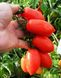 Семена томата (помидора) Калрома F1