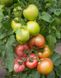 Насіння томату (помідора) Асано F1 (KS 38)