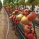 Семена томата (помидора) Асано F1 (KS 38)