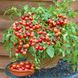 Семена томата (помидора) Балкони Ред, 10 шт