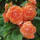 Семена цветов бегонии клубневой Америгибрид F1, 100 шт, lace apricot