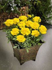 Насіння квітів чорнобривців Маленький Герой, 1000 шт (драже), жовтий